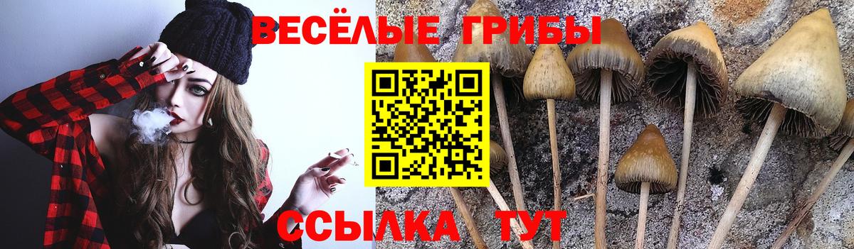Лесозаводск  Галлюциногенные грибы мицелий  Псилоцибиновые грибы Psilocybine cubensis  цена   Вход с VPN 